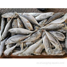 Horse Frozen Horse Mackerel Pescado redondo entero 10 kg/cartón